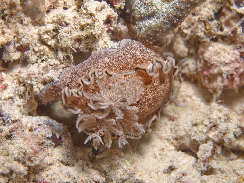Nudibranch, Home Reef